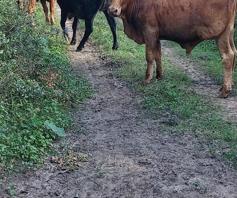 Farm for sale in East London Rural