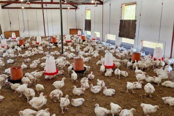 This stunning farm, located in the Schagen area near Alkmaar, spans an impressive 66 hectares, including 34 hectares of natural forest ...