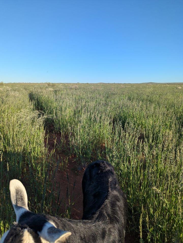 Farm for sale in Upington Rural - P24-116174453