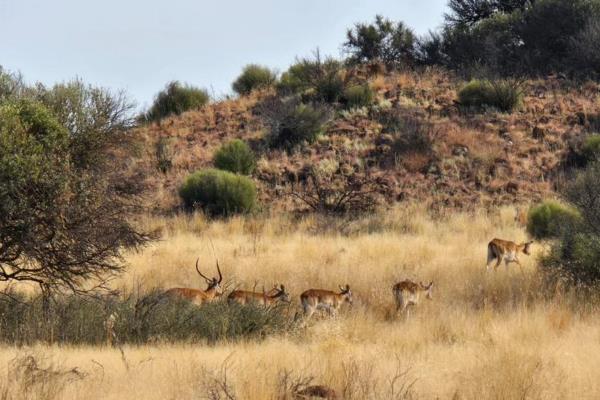 Very neat game farm:
Experience the freedom of 920 ha of wide-open spaces, rolling red grass plains, and scenic ridges and hills in the ...