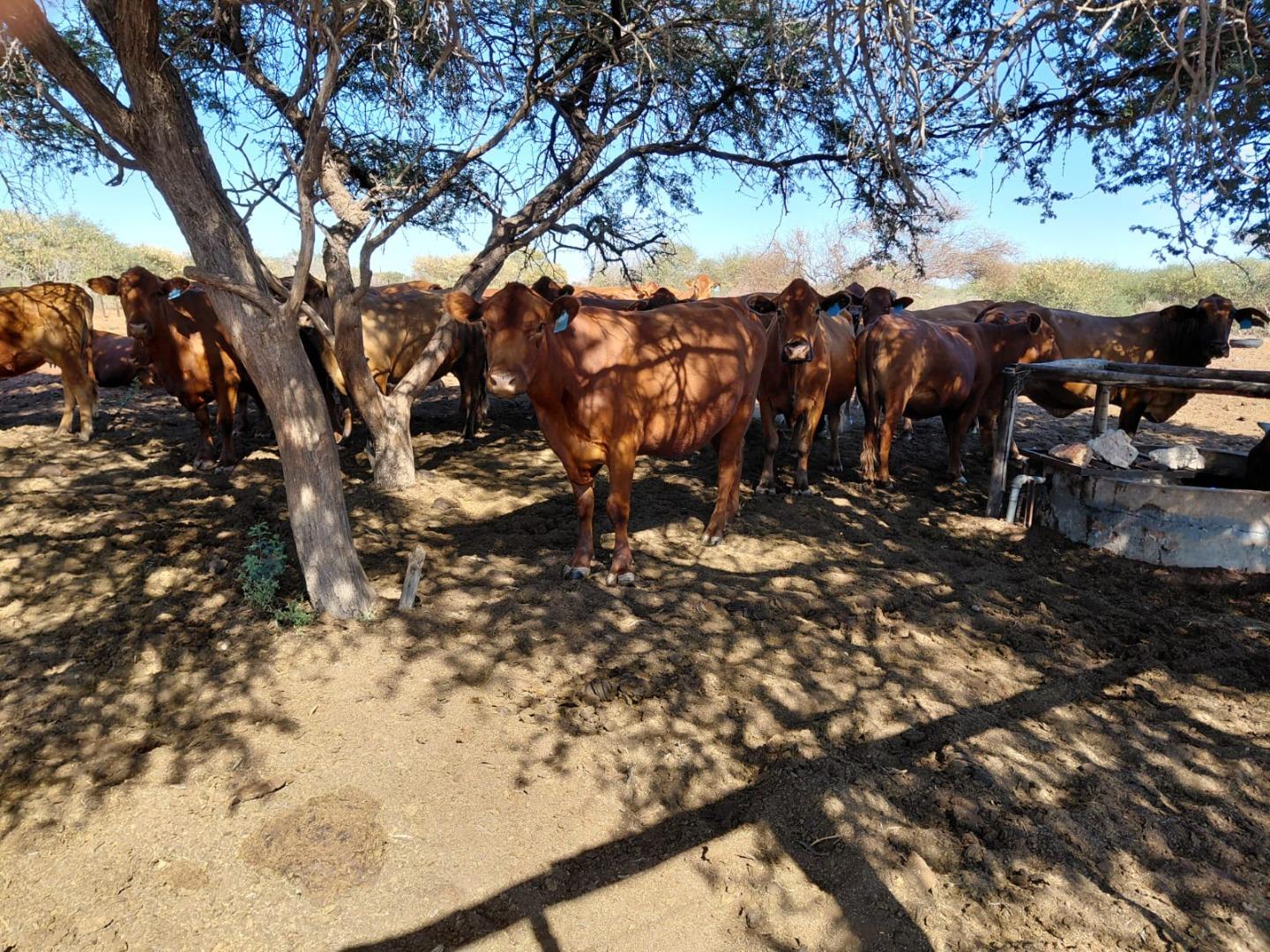 Farm for sale in Upington Rural - P24-116688901