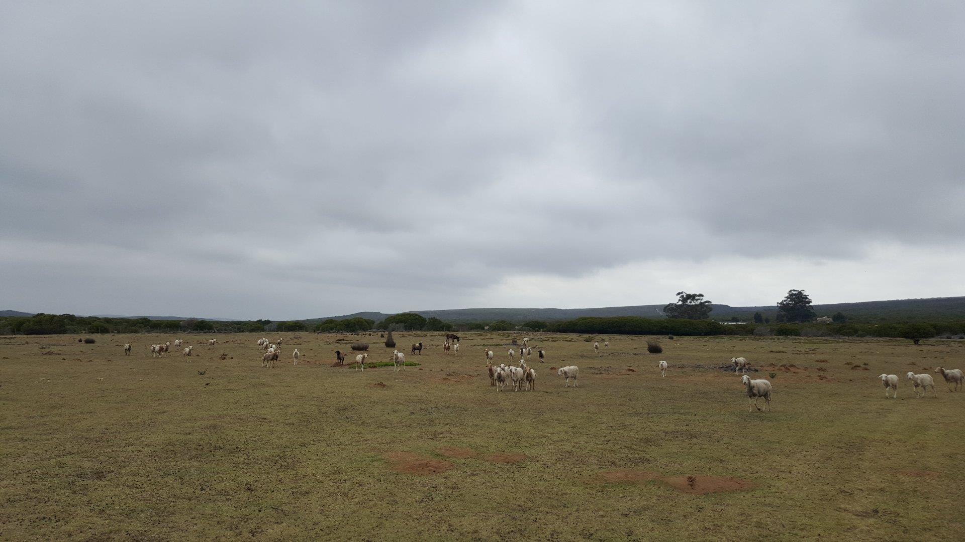 Farm for sale in Riversdale Rural