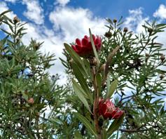 Vacant Land / Plot for sale in Van Der Hoff Park