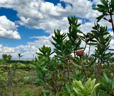 Vacant Land / Plot for sale in Van Der Hoff Park