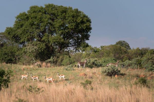 Nestled deep within the tranquil mountains, where wildlife roam freely, Stand 845 ...