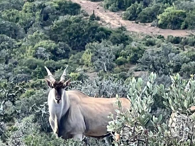 Farm for Sale in Grahamstown Central