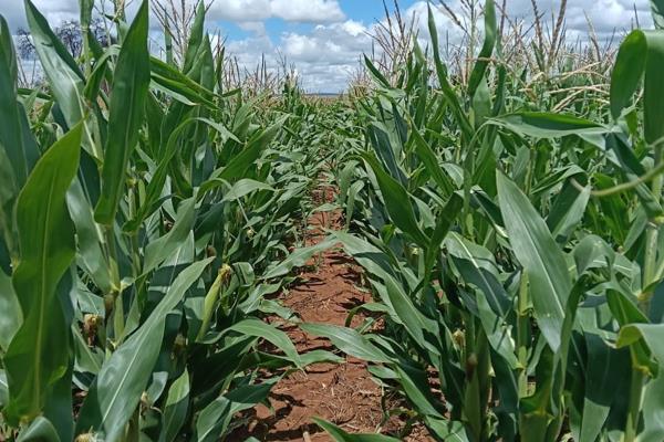Situated just 10 km from Fochville, this exceptional 98.4-hectare farm offers a rare opportunity to acquire a well-established property ...