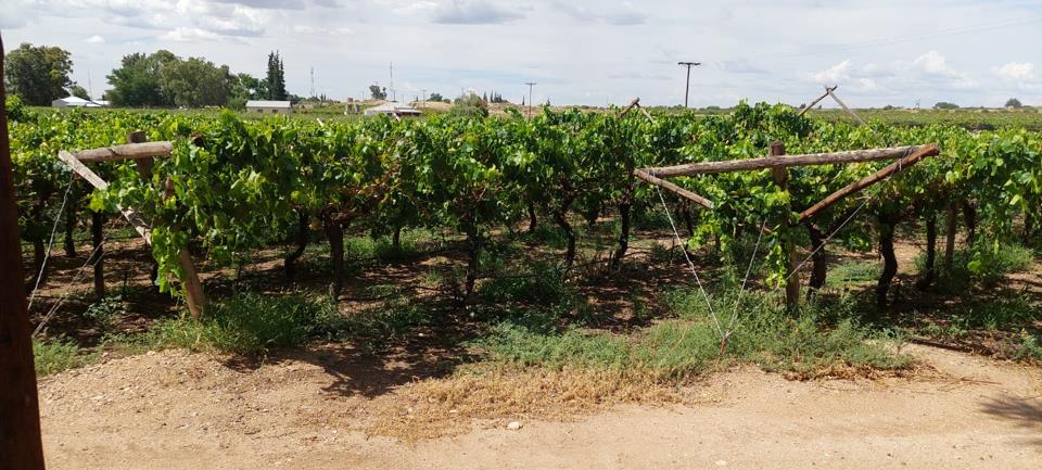 Farm for sale in Upington Rural - P24-117044357