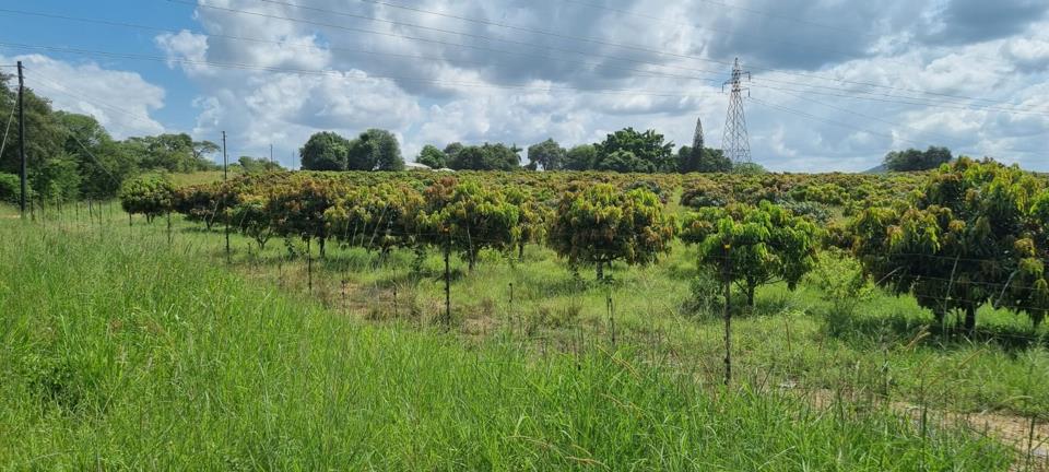 Farm for sale in Tzaneen Rural - P24-117064498