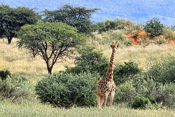 4 Bedroom Farm for Sale in Griekwastad Rural