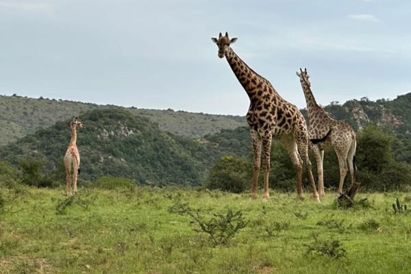 Farm for Sale in Addo