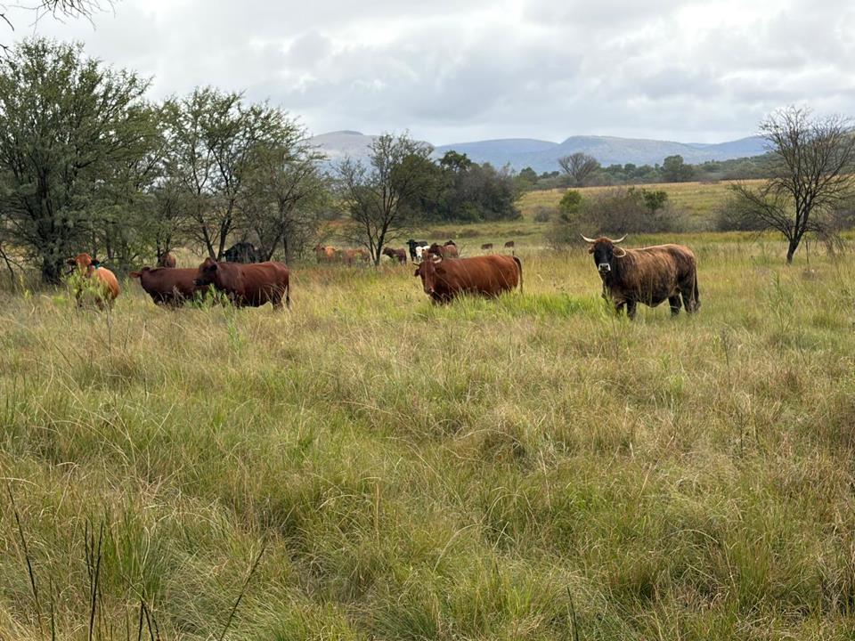 Farm for sale in Modimolle Rural - P24-117103742