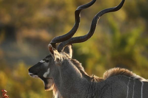 5 Bedroom Farm for Sale in Upington Rural