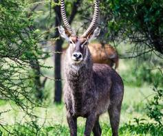 Vacant Land / Plot for sale in Thabazimbi