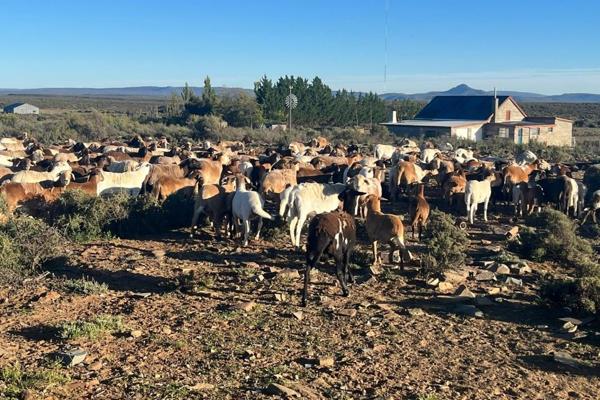 SOLE MANDATE
Water rich farm near Sutherland


Well planned out 5468-hectare farm in the ...