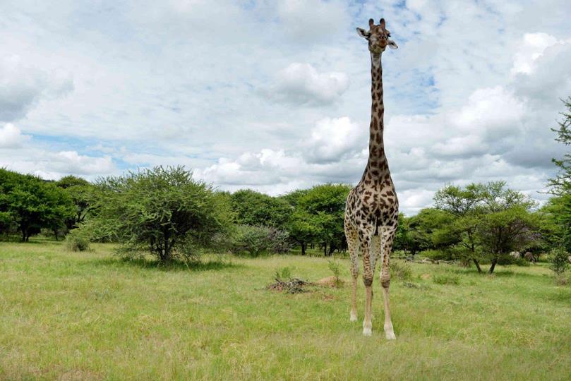 Vacant land / plot for sale in Intaba-Indle Wilderness Estate - P24 ...