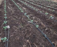Farm for sale in Roossenekal AH