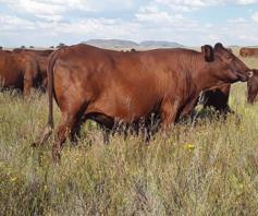 Farm for sale in Edenburg