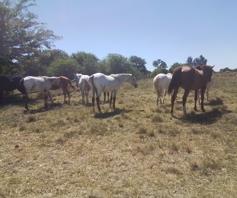 Farm for sale in Roodia