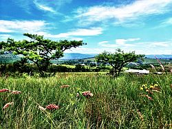 Pietermaritzburg estate a nature lover’s paradise - Market News, News